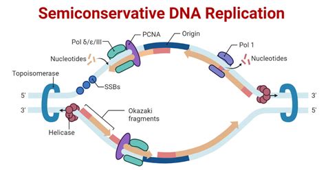 define semiconservative replication